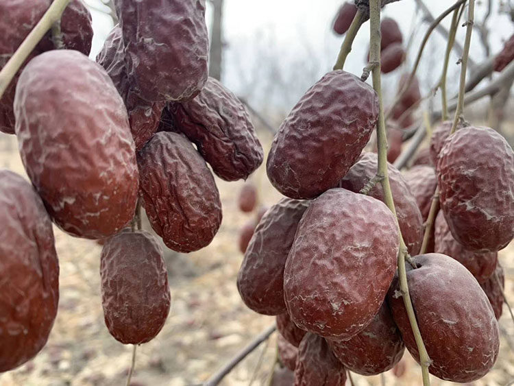 正宗新疆原生态若羌灰枣特级吊干枣树上吊干带枣类制品