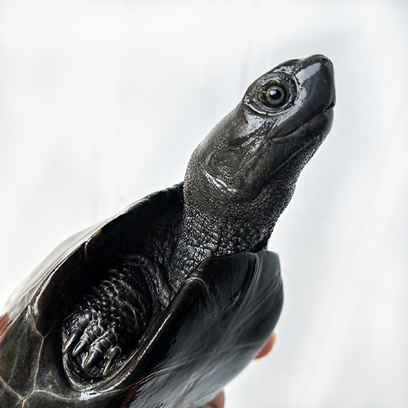 龟活深水高背半墨圆初墨全品网红小乌龟龟纯观赏龟