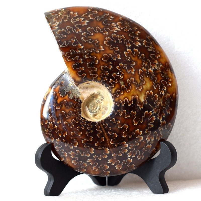 抛光全玉化叶菊石化石摆件发财转运古生物门厅摆件