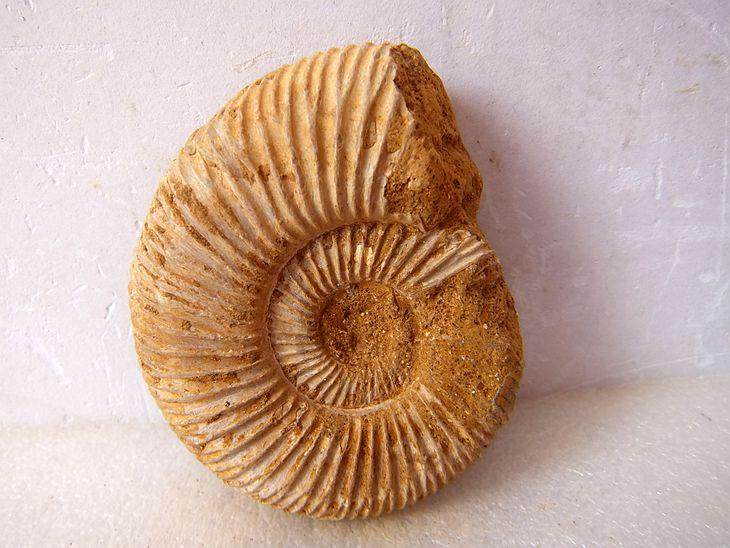 天然巴甫洛夫菊石化石抛光摆放石材动物招财摆件