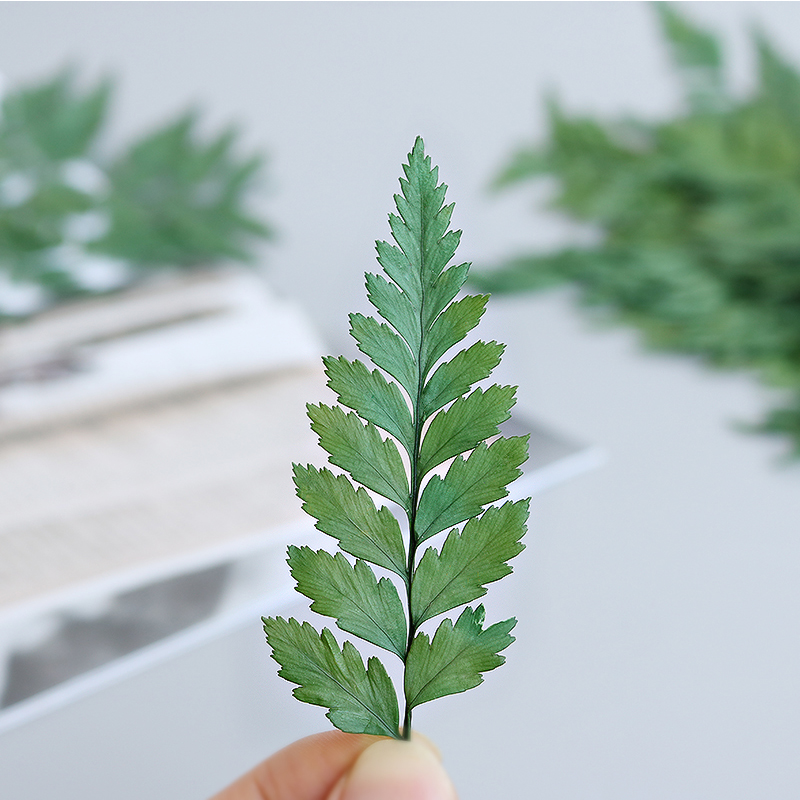 国产高山羊齿diy手工花盒装饰干花材料包保永生花