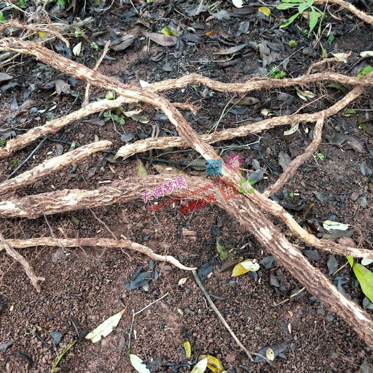 野花椒根山花椒根青花椒竹叶椒根新鲜野花椒根野生药材500克
