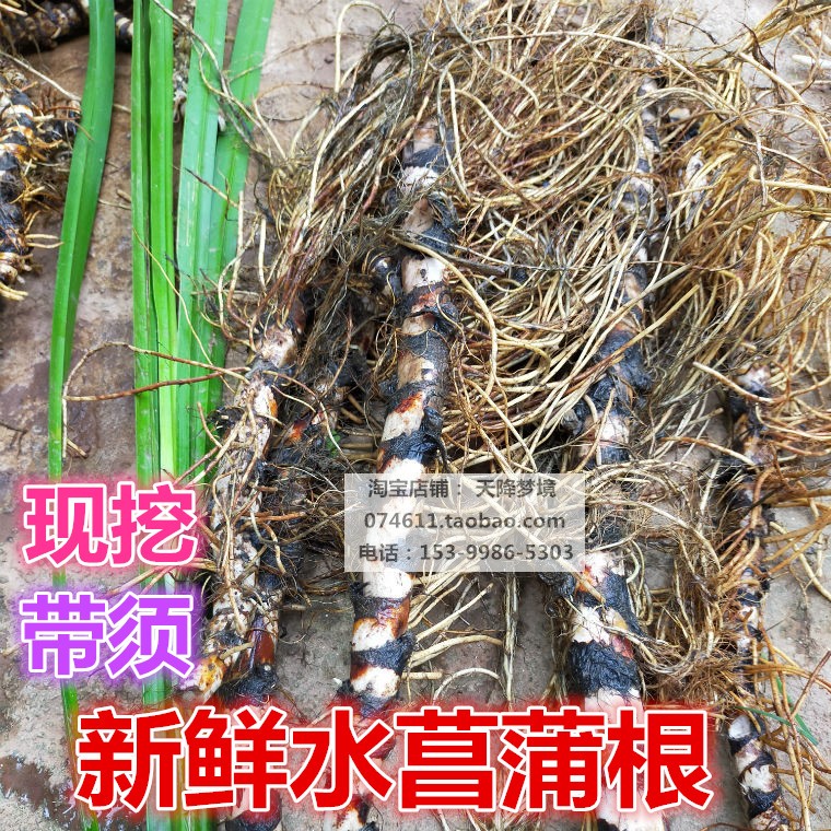 新鲜臭蒲根现挖水菖蒲根白菖蒲带须水菖蒲根1500克包邮