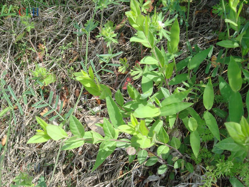 现挖新鲜瓜子金辰砂草金锁匙高脚瓜子草野生瓜子金产后草250克