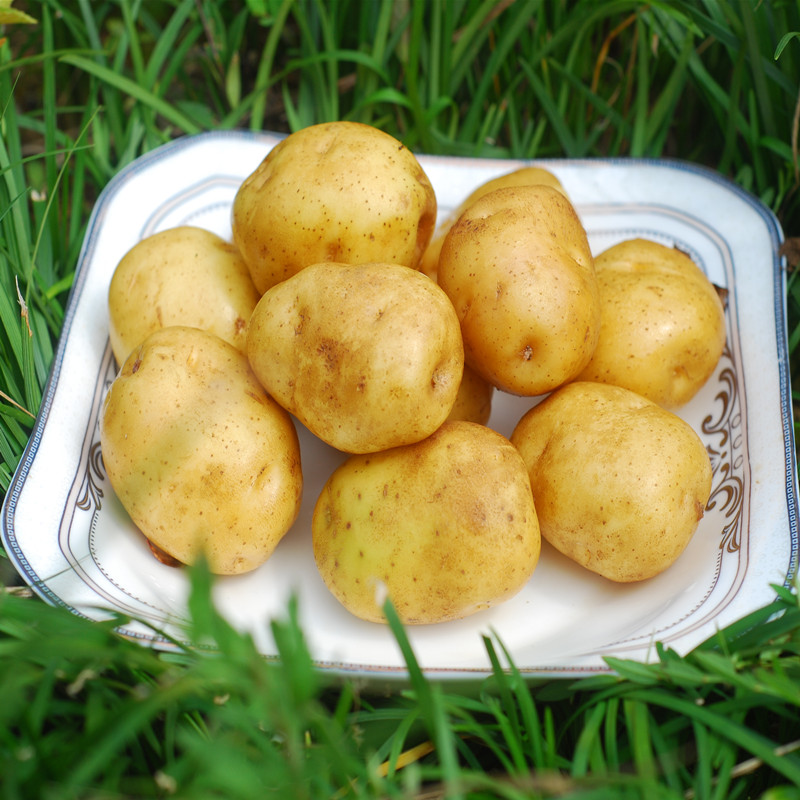 湖北恩施富硒农家自种高山黄心黄皮小土豆新鲜马尔科老品种5斤