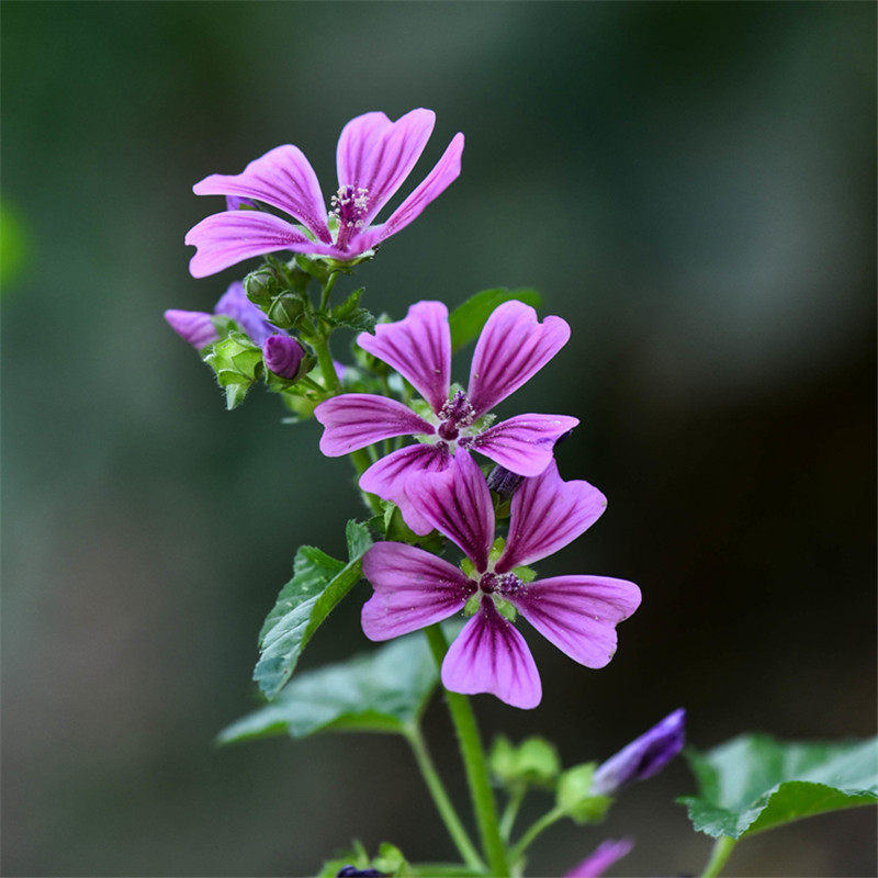 种子香草马落葵马络葵盆栽花卉锦葵庭院家庭园艺种子