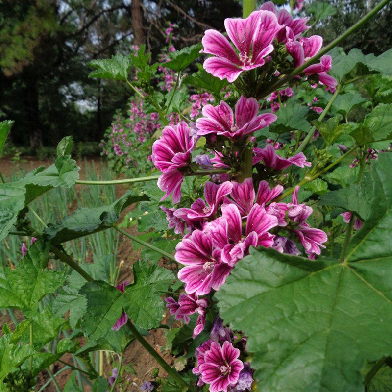 种子香草马落葵马络葵盆栽花卉锦葵庭院家庭园艺种子
