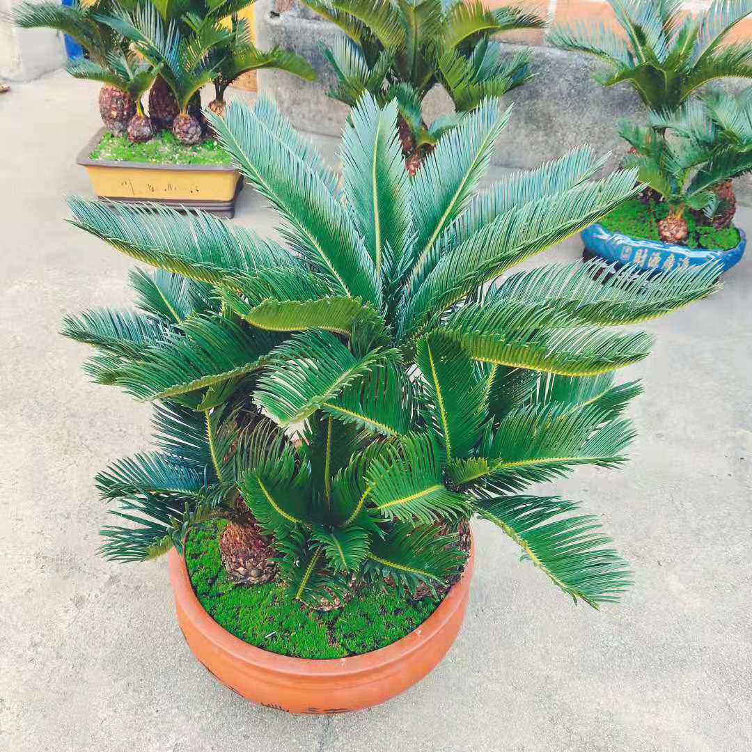 铁树盆景小苗客厅镇盆栽四季常青绿植庭院办公室绿植