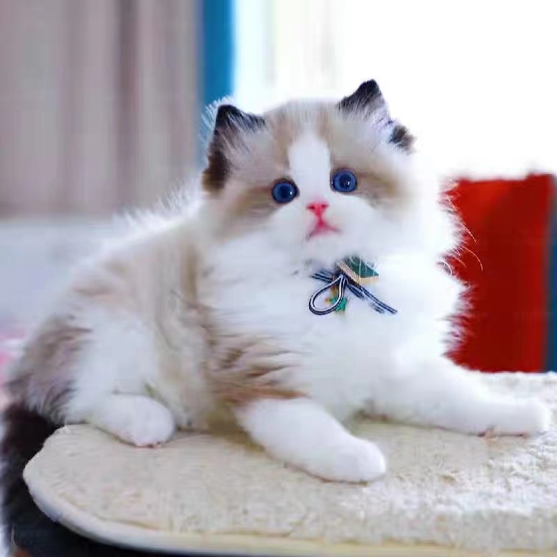 小猫布偶猫蓝白金银猫咪蓝猫宠物猫咪