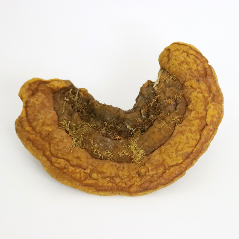 野生桑黄正品天然黄芝可切片块打粉茶饮用秦岭整枝灵芝