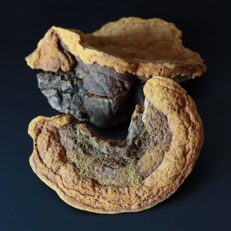 野生桑黄正品天然黄芝可切片块打粉茶饮用秦岭整枝灵芝