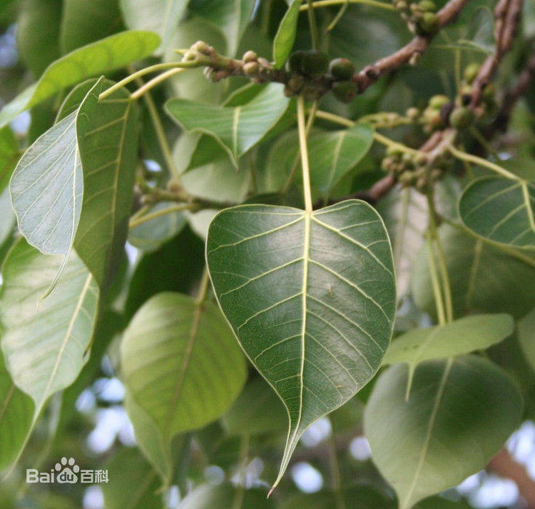 菩提菩提树树苗盆栽金刚大树地栽平安树佛教文化瑰宝行道树