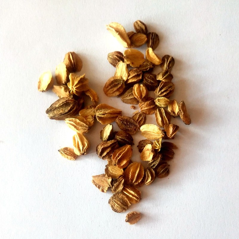 北沙参种子 中药材种子 北沙参籽 药材种子 上冻之前可以播种品种