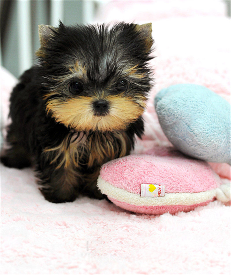 纯种茶杯犬约克夏幼犬家养长不大宠物狗狗活体包纯种健康可送货