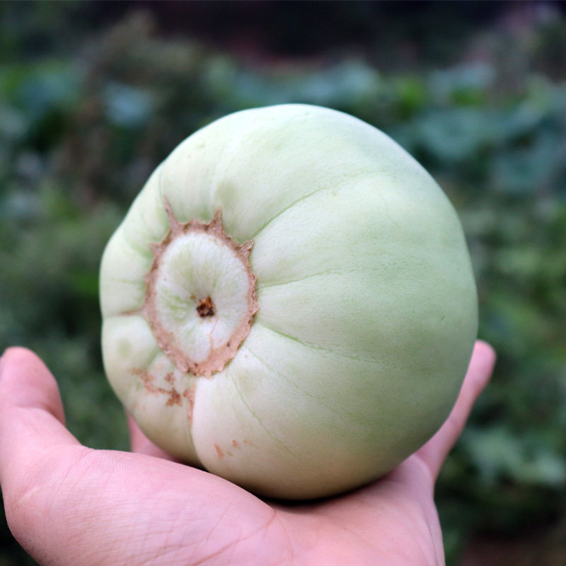 湖南衡阳耒阳本地香瓜现摘现发当季新鲜水果甜瓜