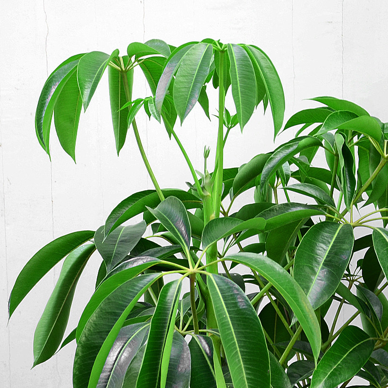 金叶子绿植植物叶绿网红观北欧室内盆栽摇钱树保罗绿植