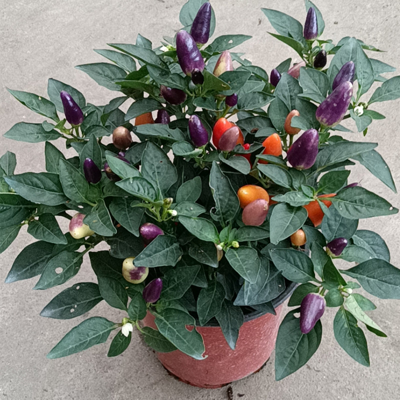 五彩小辣椒盆栽矮生圣女果西红柿果蔬盆景阳台花园绿植