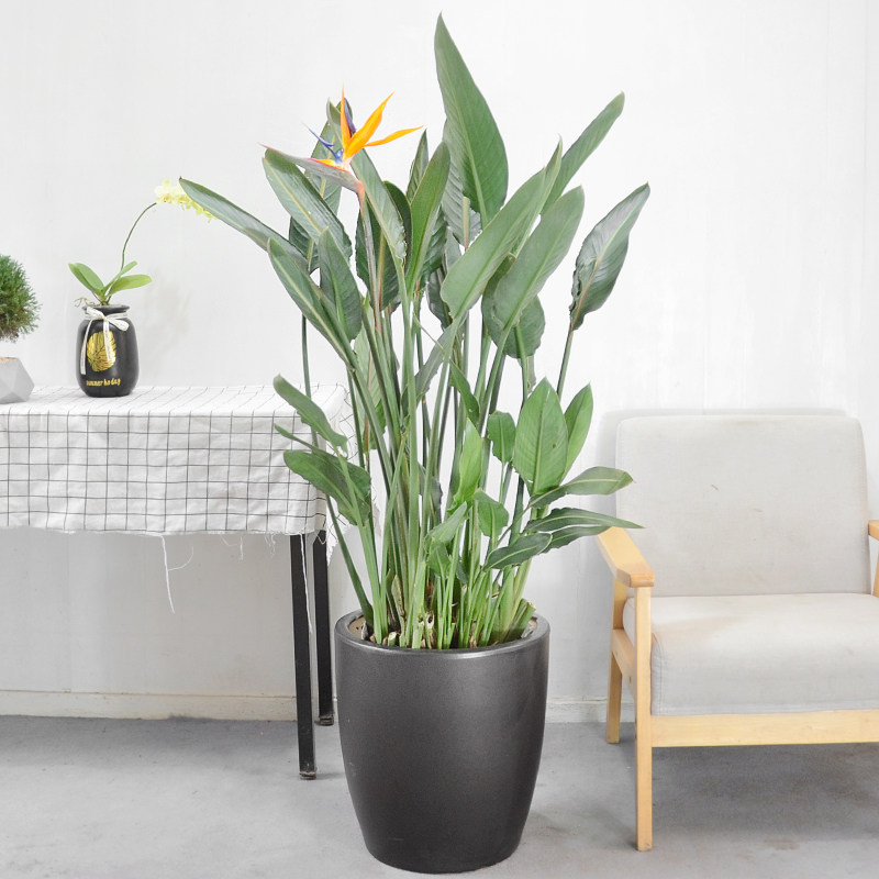 观花天堂鸟鹤望兰金花绿植大盆盆栽室内外花园花卉大型绿植