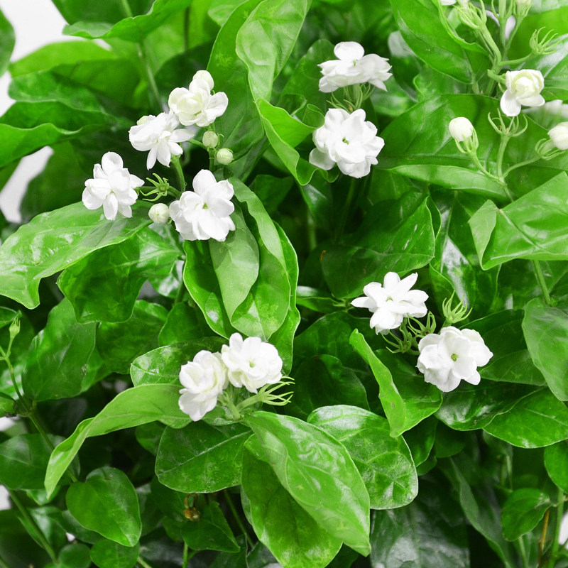 茉莉茉莉花花白绿植小盆盆栽阳台窗台庭院花园时令草本花卉