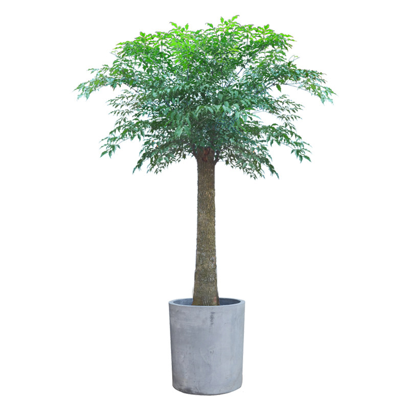 单棒幸福树绿植盆栽室内客厅阳台净化空气好养大型植物花卉盆景  价格