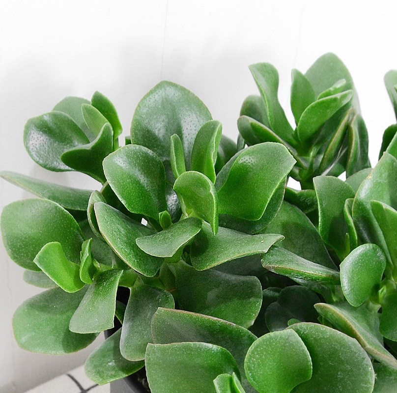 玉树大叶绿植盆栽阳台办公办公室室内观叶多肉植物绿植