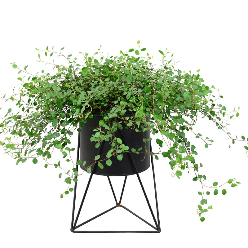 千叶吊兰婚纱吊兰千叶草办公桌面室内盆栽花卉植物绿植净化空气