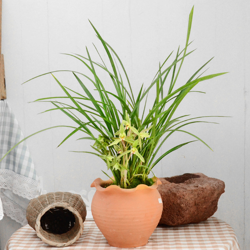 兰花春兰剑兰绿植盆栽室内开花净化空气观赏时令国兰