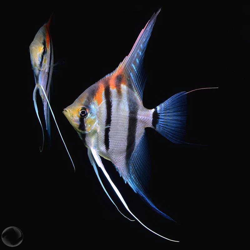 神仙白蓝魔燕鱼秘鲁蓝魔三色仙鱼红头活体观赏鱼鱼