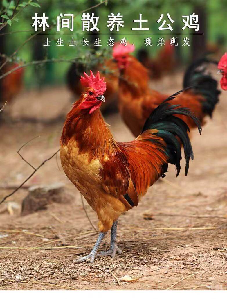 东北小笨鸡 净重3斤半以上 东北踏雪鸡 好吃有咬头 你懂的