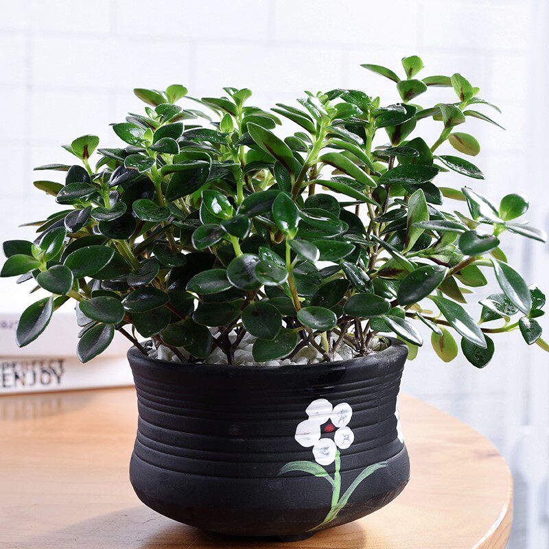 盆景意景小叶紫檀植物盆栽室内绿植花卉六月绿植