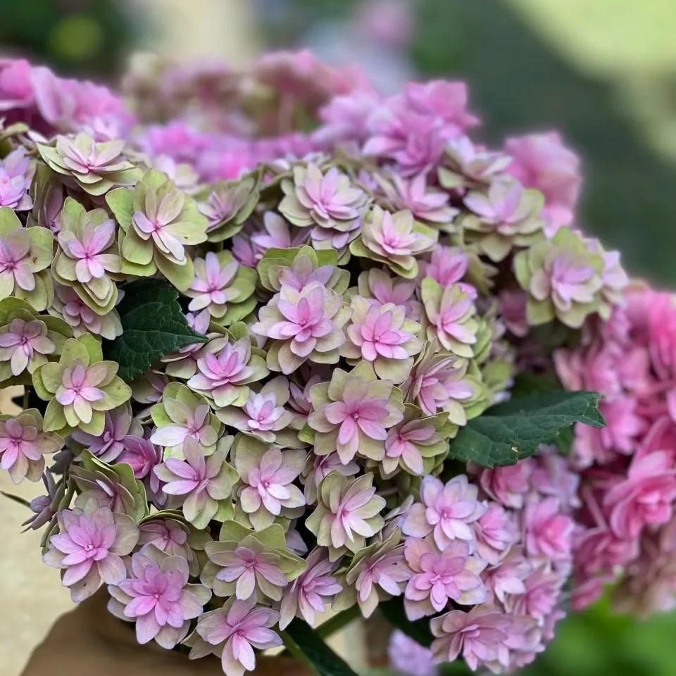 花都太阳列车华镜万华镜夏洛特花苗无尽之韵绣球时令草本花卉