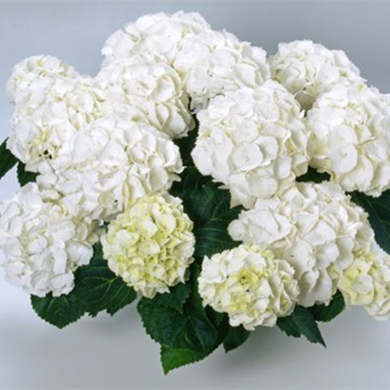 花都之韵新品雪球大花绣球花苗阳台庭院盆栽花卉