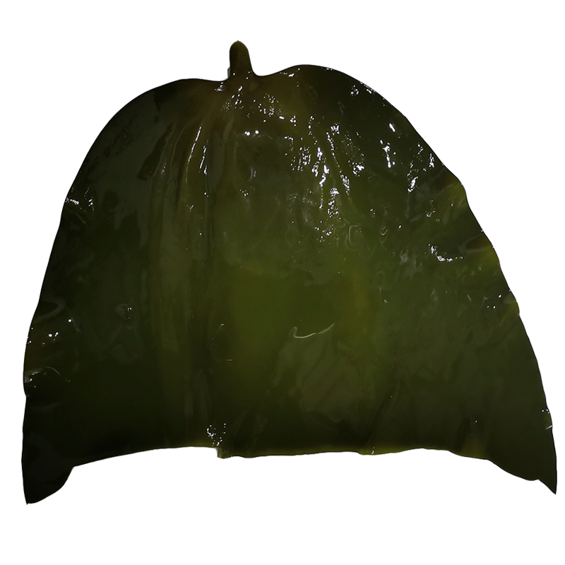 海带客聚多盐渍海带头5斤荣成新鲜威海昆布海带