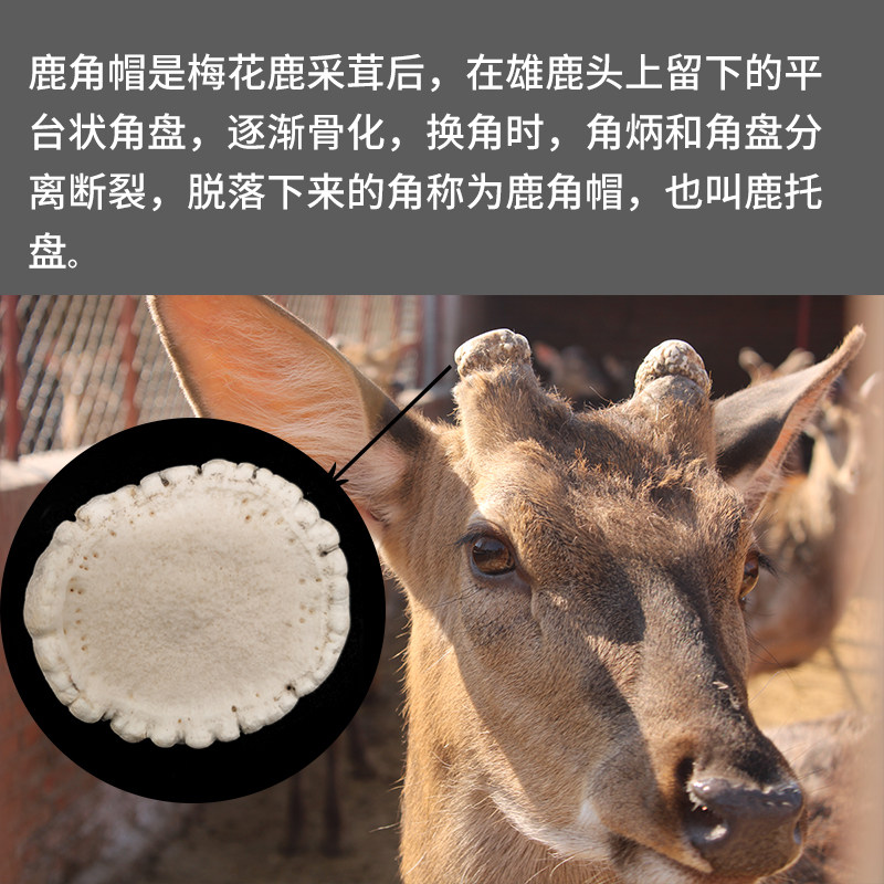 正品梅花鹿鹿角帽粉吉林纯正托盘整个关爱乳腺鹿茸枝
