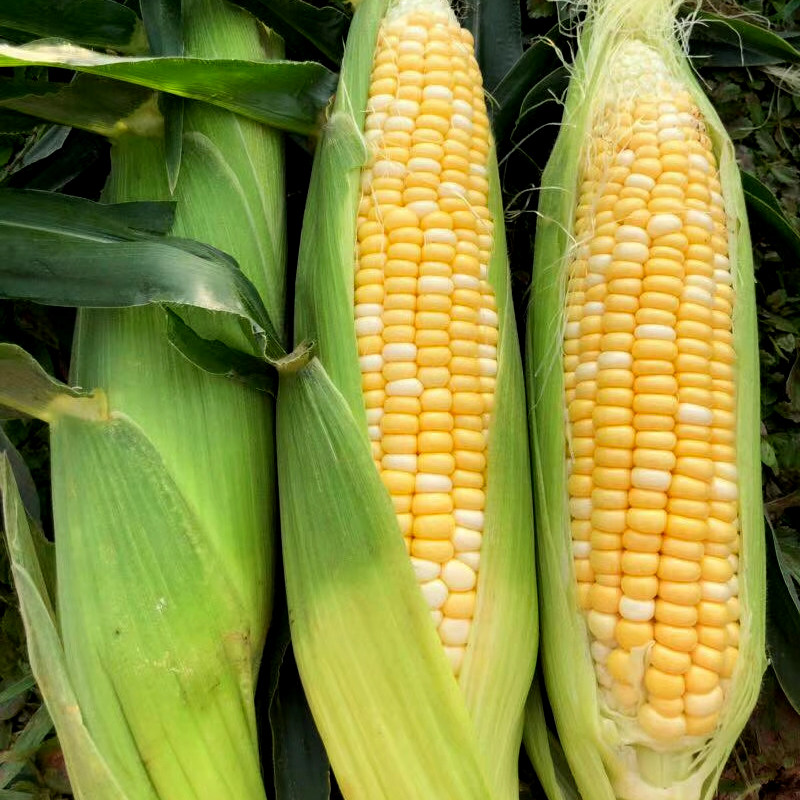 云南水果玉米新鲜带皮爆浆生吃香甜玉米棒即食农家嫩玉米9斤净重