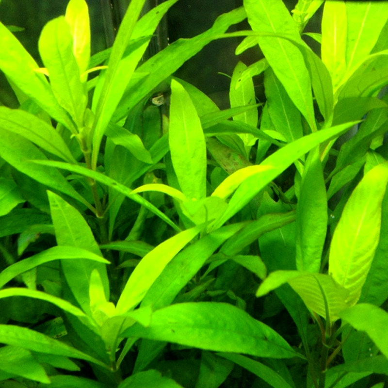 水草植物真草活体鱼缸造景生态瓶水草绿中柳水草