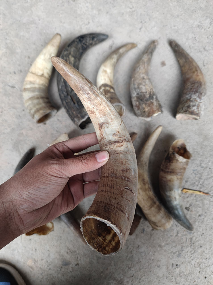 牛角黄牛角原材料狗狗磨牙鸟食杯接原料中药材原角其他特色工艺品