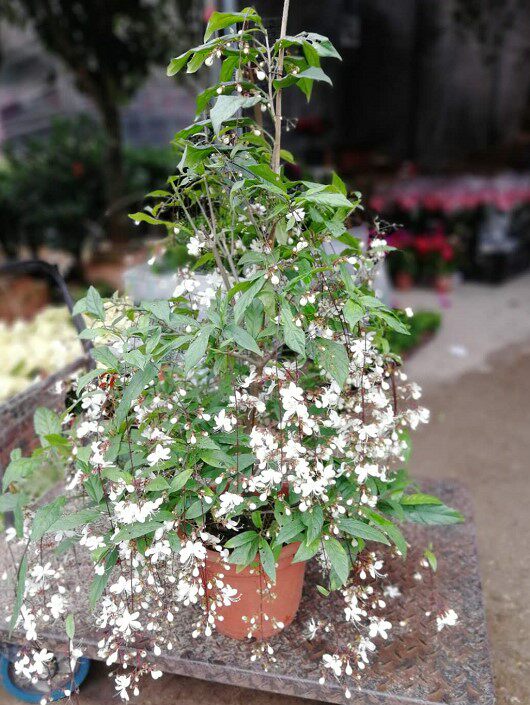 高档年宵花卉进口植物泰国茉莉盆栽开花爆满时令草本花卉