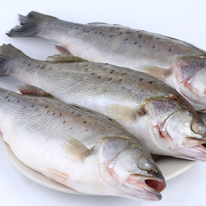 鲜活鲈鱼海鲜水产海鱼3条野生海捕年货鱼3斤以清蒸上七星花海鲈鱼
