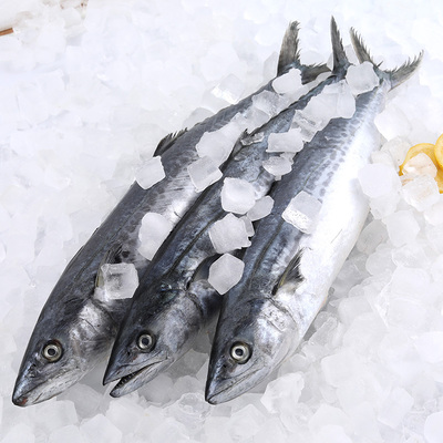 马鲛鱼3条3斤多海鲜水产鲜活海捕鲅鱼生鲜海鱼深海冷冻青花鱼