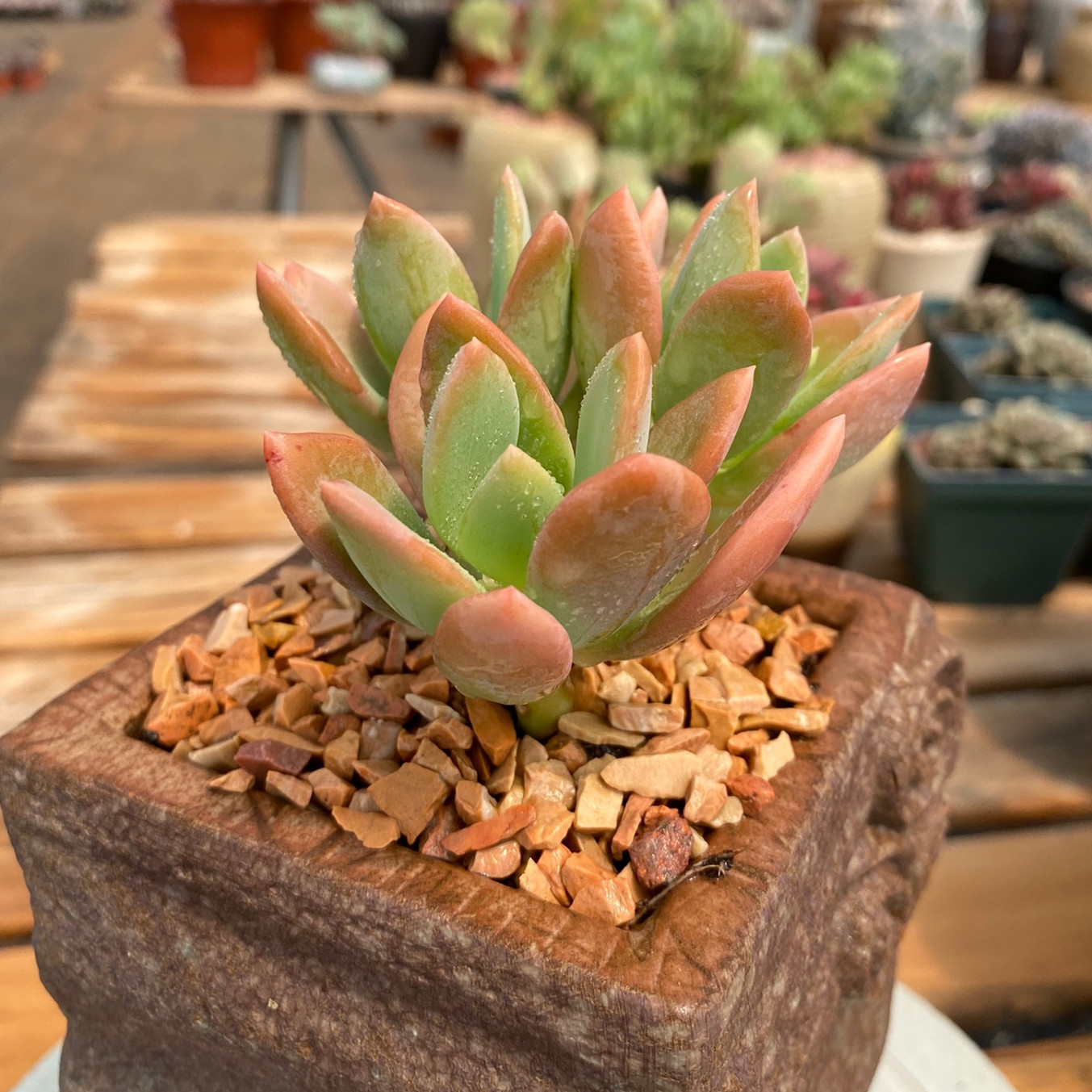 美人花亦芒果人多植物奶酪系列状态老桩多肉多肉植物