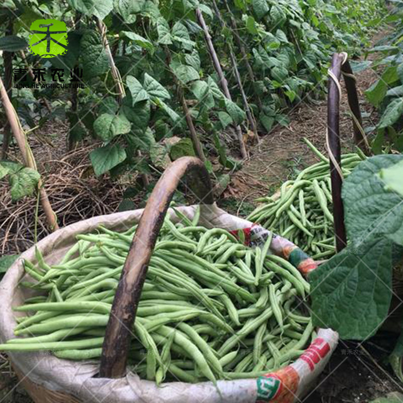 四季扁豆盆栽阳台高产早熟豆地芸豆种子豆角家庭园艺种子