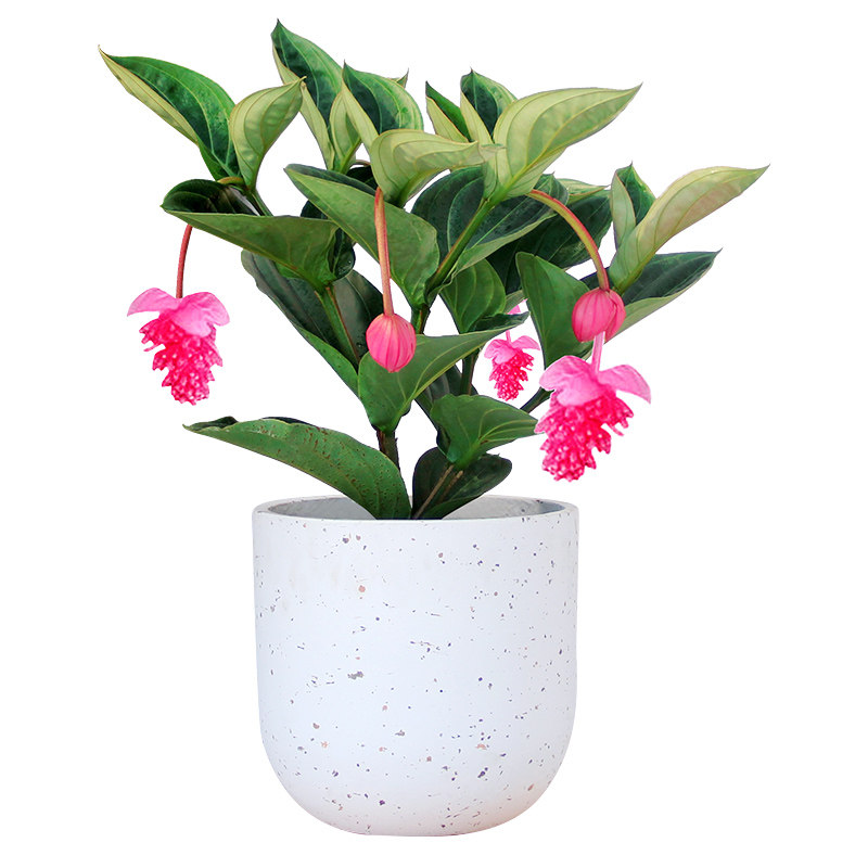 宝莲灯花盆盆栽灯笼高端花卉植物室内ins风网时令草本花卉