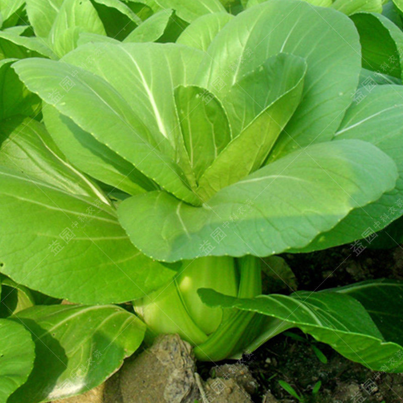 华冠梗菜种子日本进口小油菜白菜青菜早熟高产家庭园艺种子
