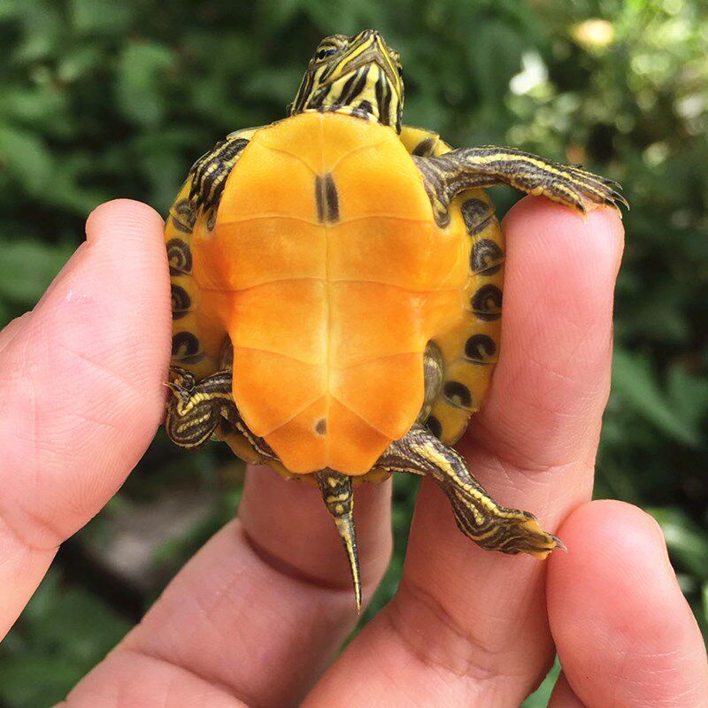 火焰龟红黄腹宽纹深水素食吃菜乌龟活体观赏宠物水龟