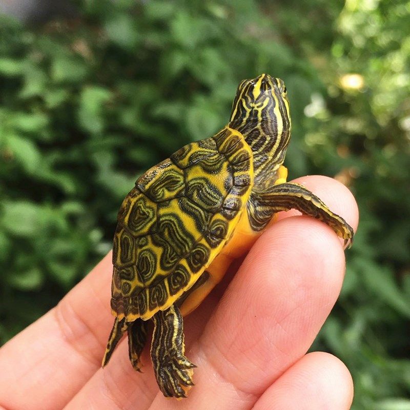 火焰龟红黄腹宽纹深水素食吃菜乌龟活体观赏宠物水龟