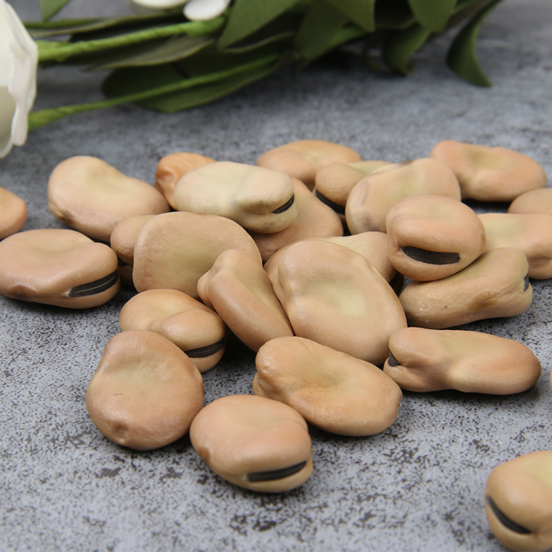 蚕豆禾谷农家佛豆胡豆新鲜干货5斤批发其它