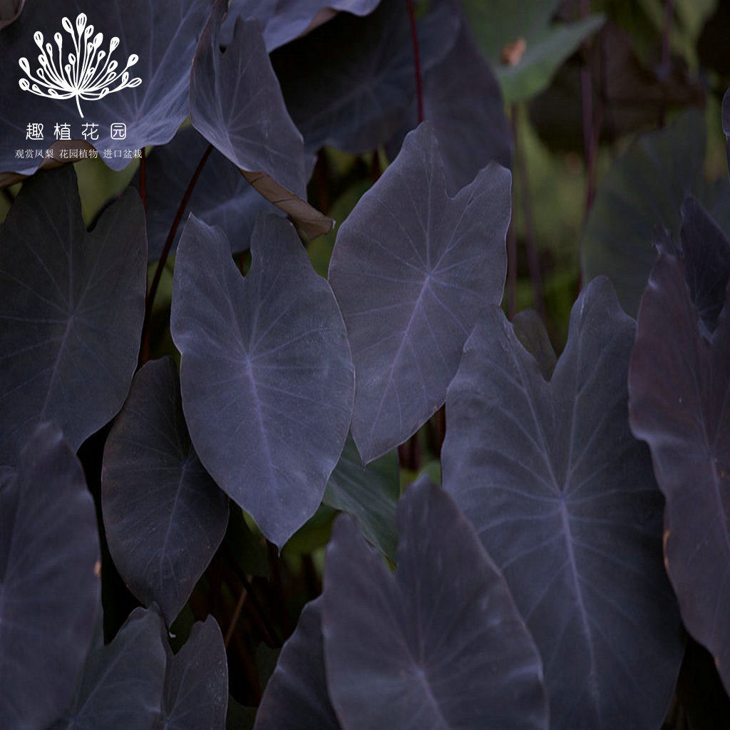 热植海芋象耳芋colocasiablackmagic魔法观多年生盆栽花卉宿根