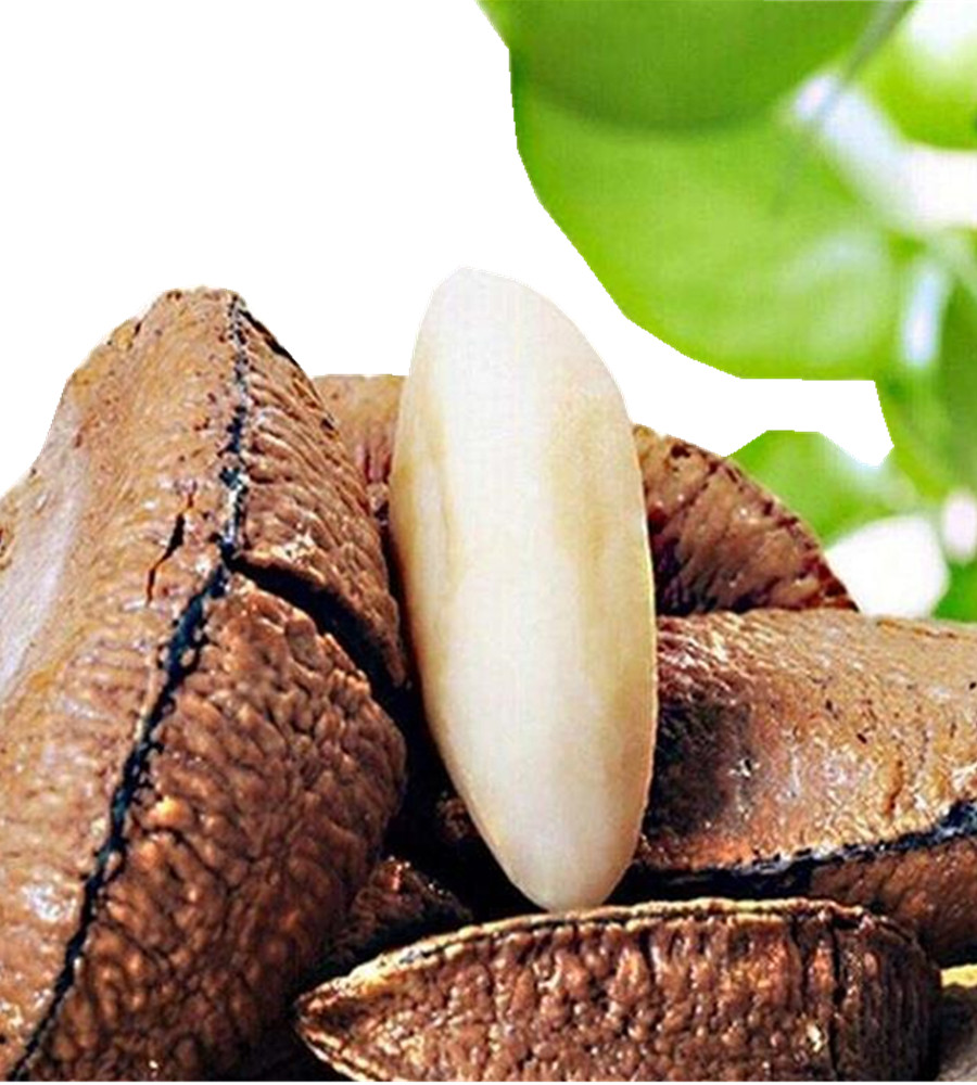 新疆特产沙漠500g鲍鱼原味奶油五香新货全国鲍鱼果