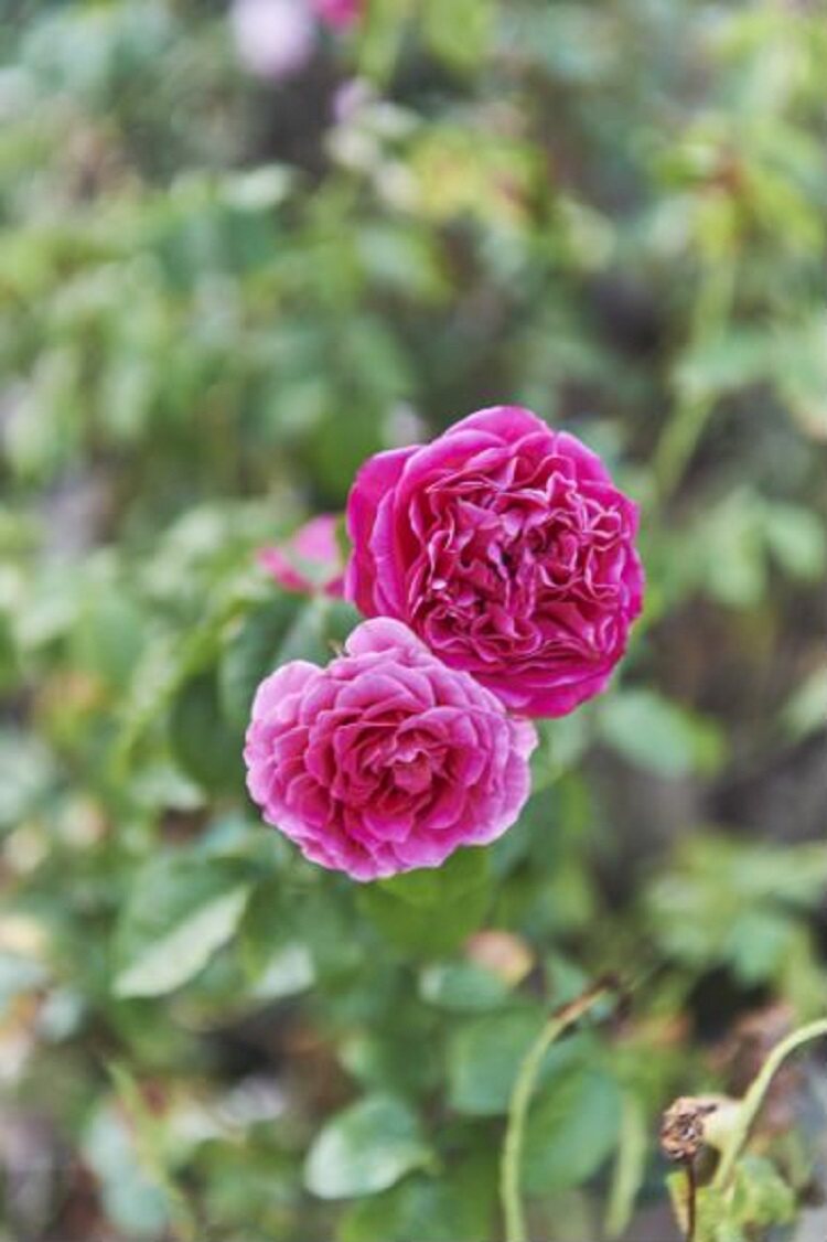 枝殷欧月珍贵时刻月季月季花花苗灌木浓香香型时令草本花卉